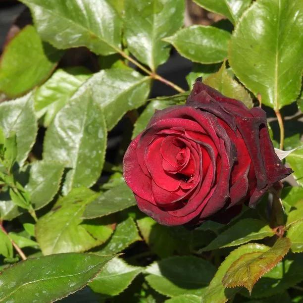 Black Baccara Hybrid Tea Rose (Rosa Black Baccara) 1